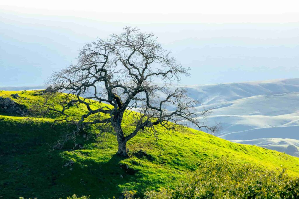 A lone, leafless oak tree spreads its branches over rolling green hills, glowing in the morning light above a soft blue horizon — a peaceful snapshot of California’s coastal wilderness.